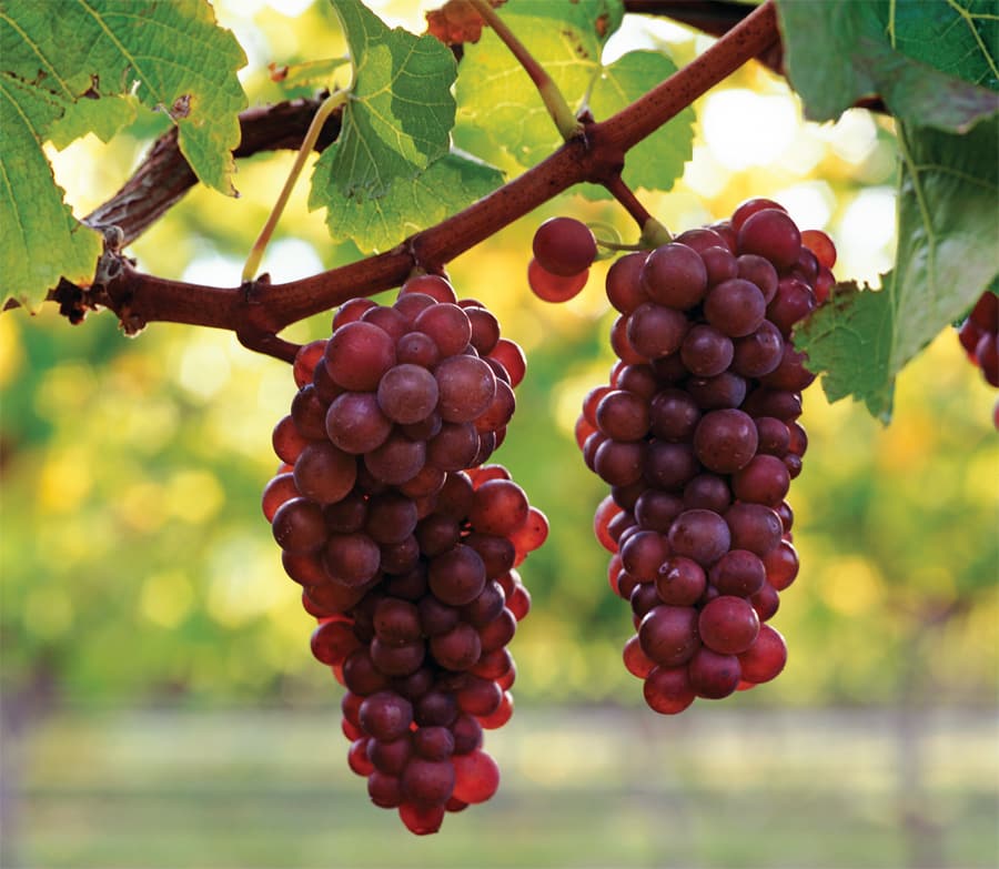 pinot grigio grapes