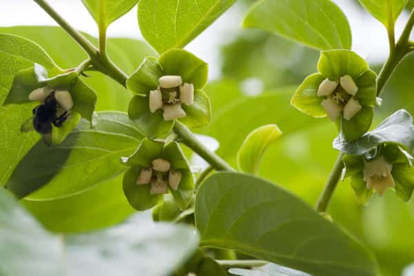 caqui de floració