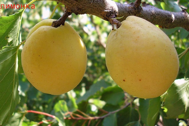 lemon aprikot