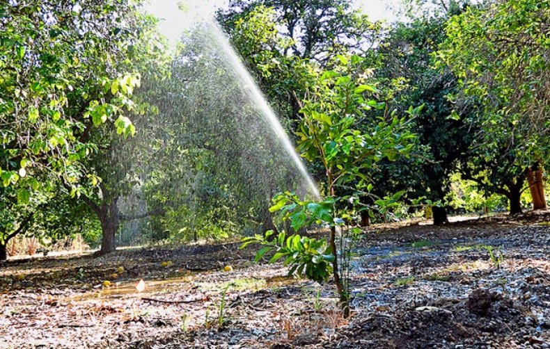 menyiram pokok