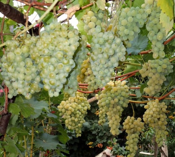 milagro de uvas blancas