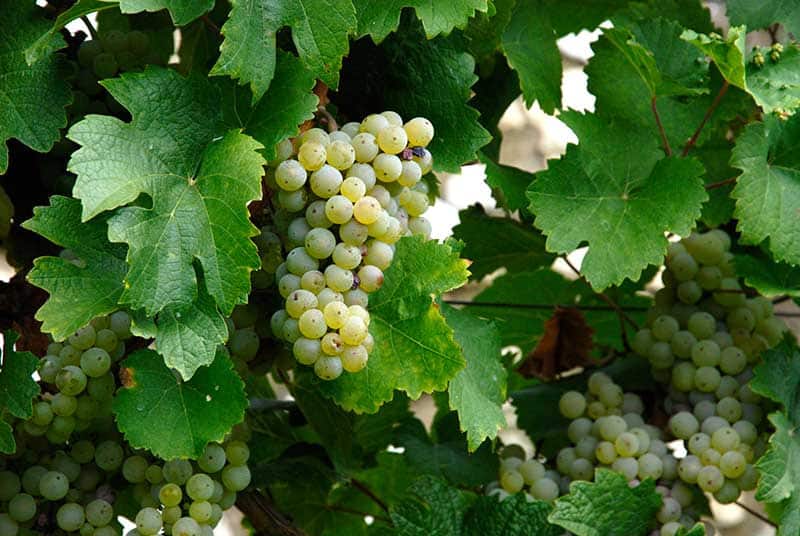 Riesling grapes