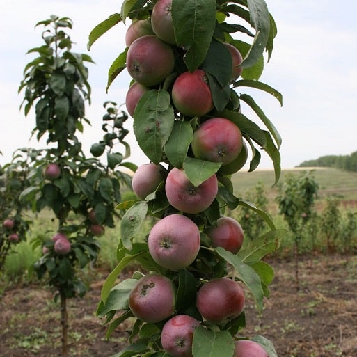 presidente columnar de apple