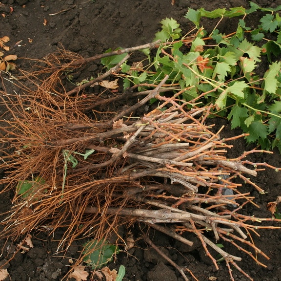 grape seedlings