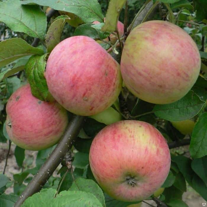 manzanas maduras