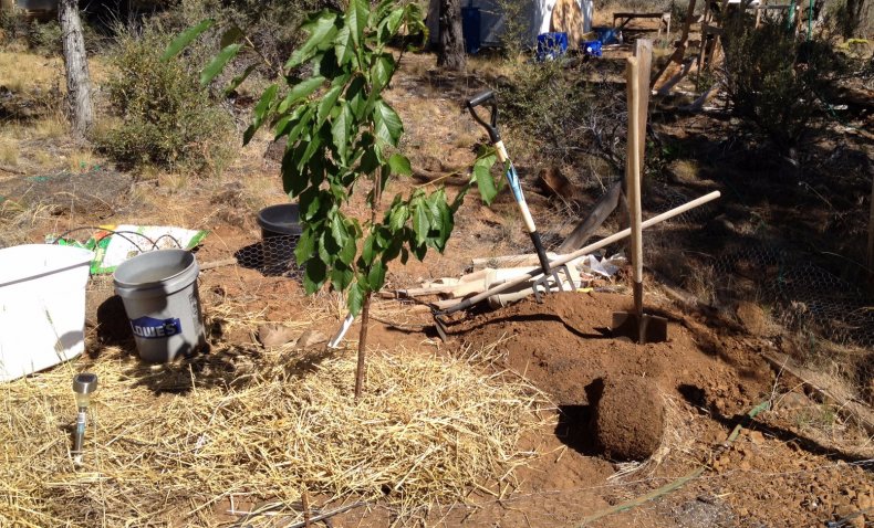 planting cherries