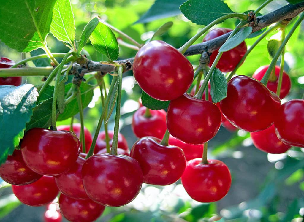 cereza generosa