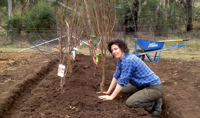 plantant un pomer