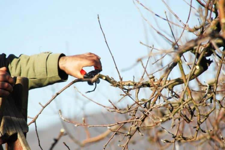 crown pruning