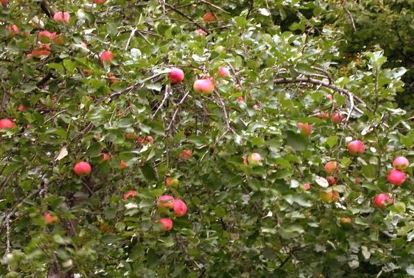 manzanas maduras