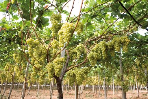 ripe grapes