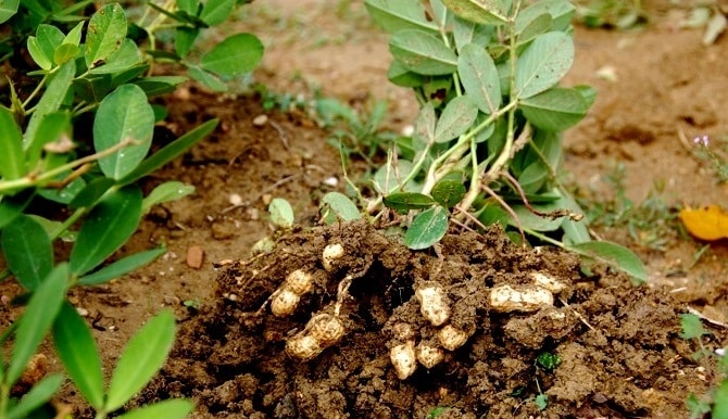 growing peanuts