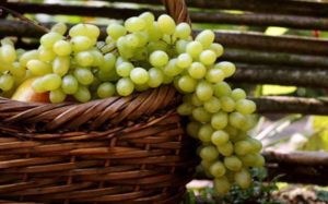 Description and characteristics of the grape variety Gift to Zaporozhye, advantages, disadvantages and cultivation