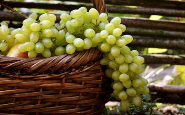 regalo de uvas a Zaporiyia