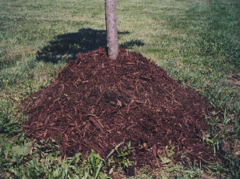 mucking the apple tree