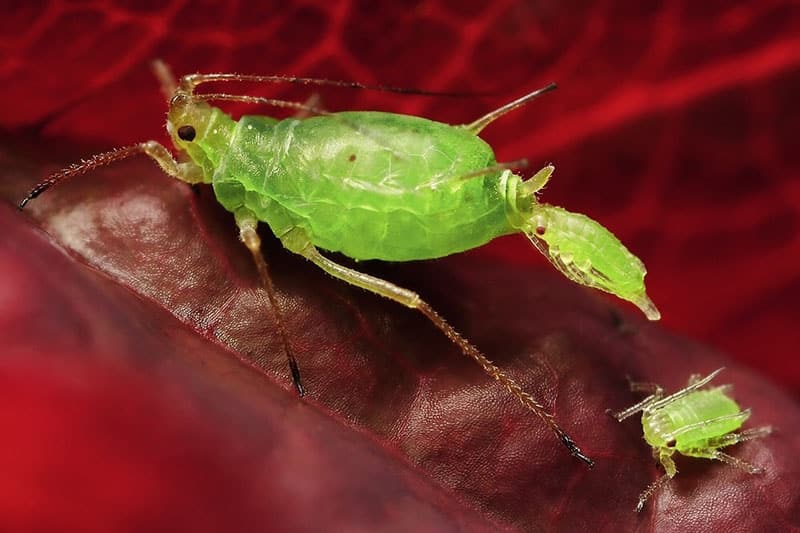 genital aphid