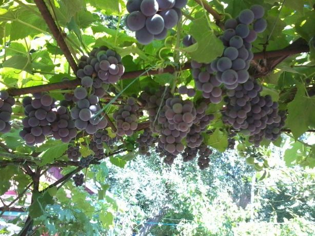 early purple grapes