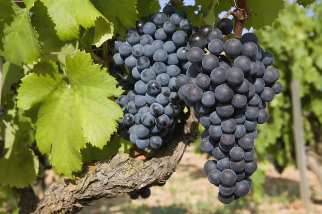 pinot grigio grapes