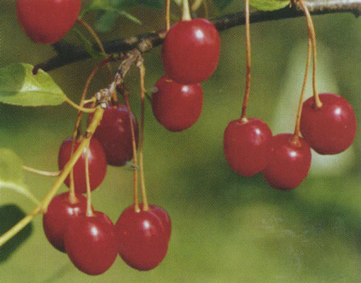 ripe cherry