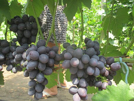 regalo de uvas sin luz