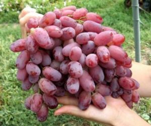 Description and characteristics of the Kishmish Radiant grape variety, its pros and cons