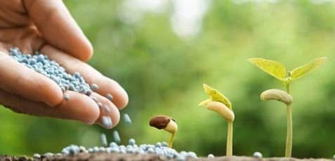 fertilizing a flower