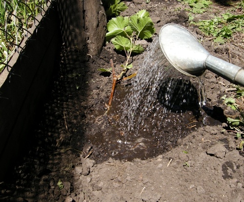 watering grapes