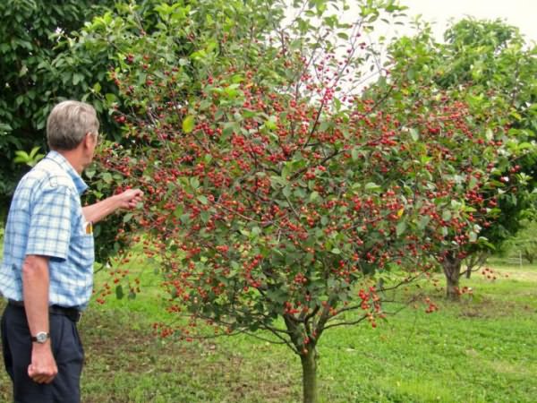 cherry tree