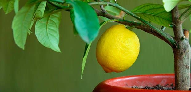 feuilles de citronnelle