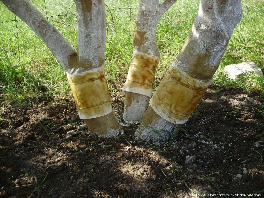 un cinturón de trampas montado en el tronco de un árbol.