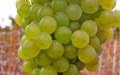 citron grape