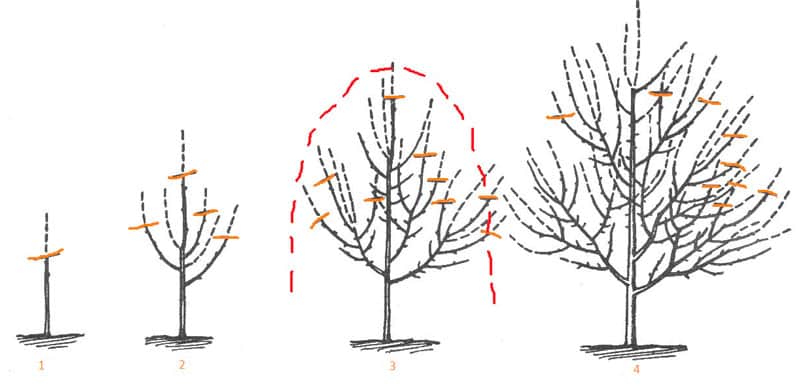 cherry pruning