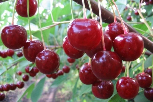 ripe cherry