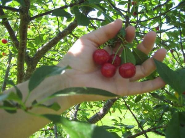 cherry fruit