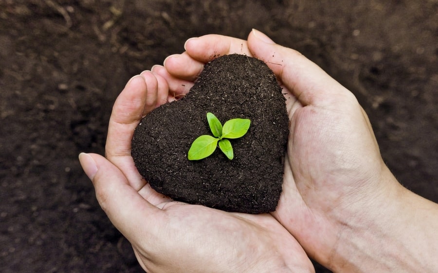 soil in hands