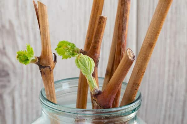 grape cuttings