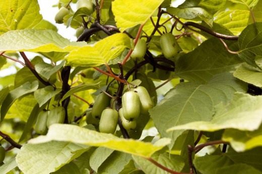 Actinidia cultivation