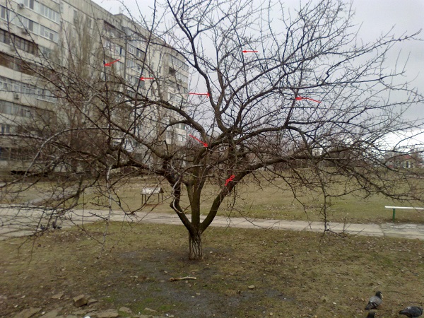 apricot in the yard