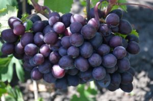 Description and characteristics of the grape variety Gift Unlit, planting and caring for the vine