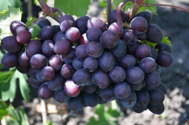 regalo de uvas sin luz