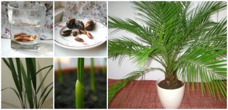 planting a date