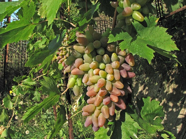 grape bushes