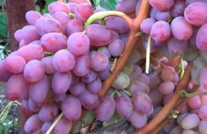 Description and characteristics of the Helios grape variety, fruiting and care features