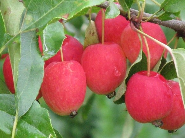 ripe apple tree