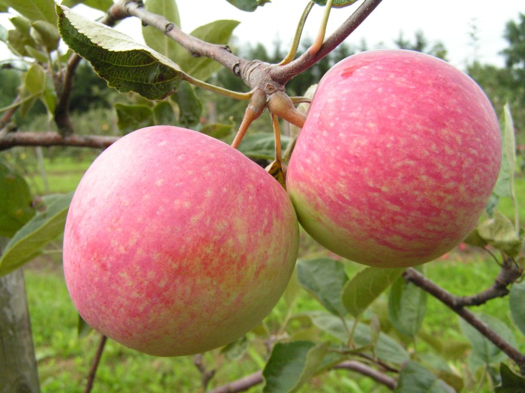 árbol de manzana