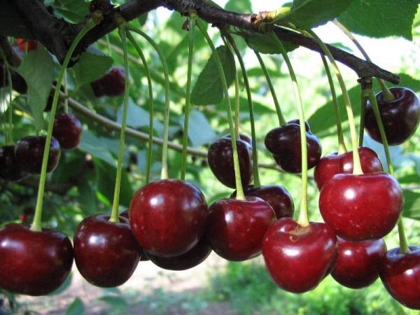 cherry fruit