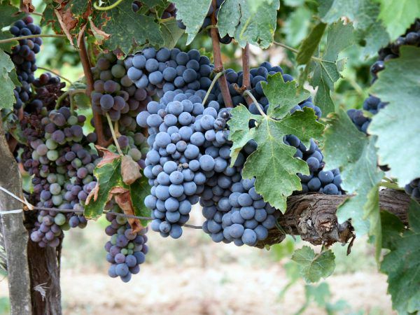 raisin bleu grenache