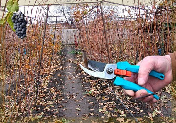 pruning wine