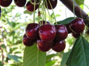 Description et caractéristiques des variétés de cerises Pamyat Yenikeeva, rendement et culture