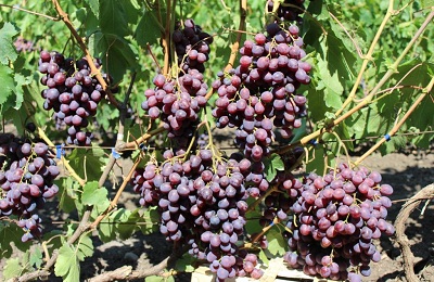 grapes in memory of the teacher